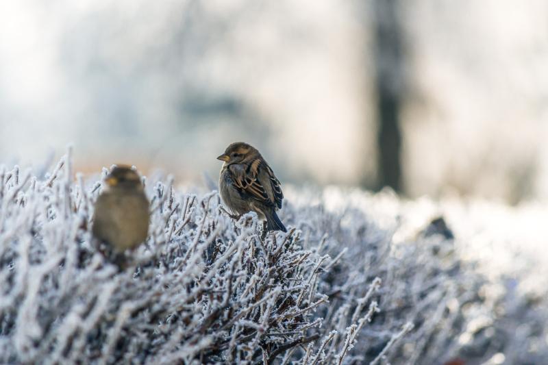 CARLOW WEATHER: Frost and ice on the way as temperatures set to drop
