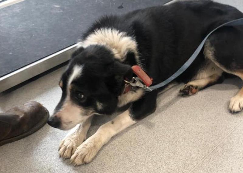 Drumkeen collie