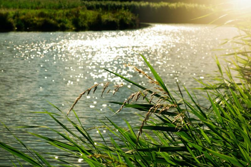 Carlow's rivers are under threat from pollution! Share your views on how they can be improved