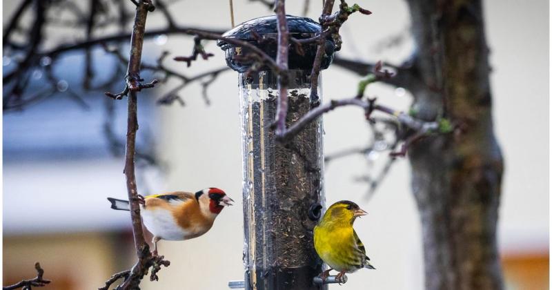 Waterford gardeners can stave off pests by doing one very simply thing 
