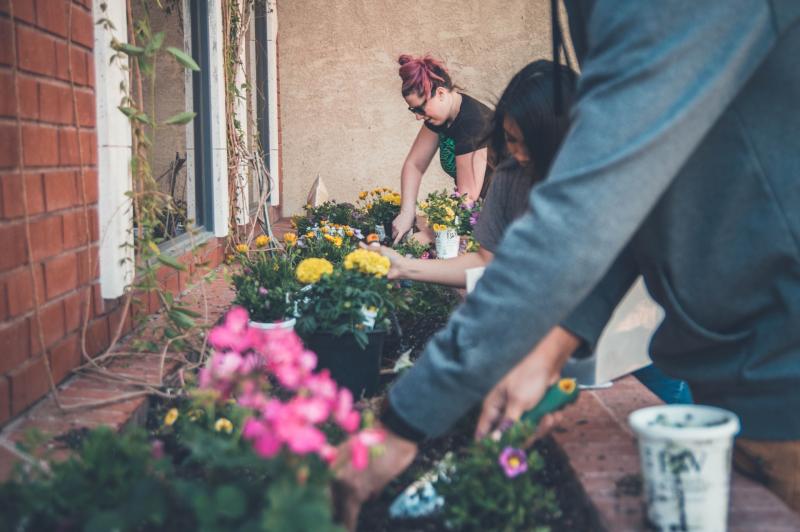 Publics view wanted on future vision for community gardens and allotments in Carlow