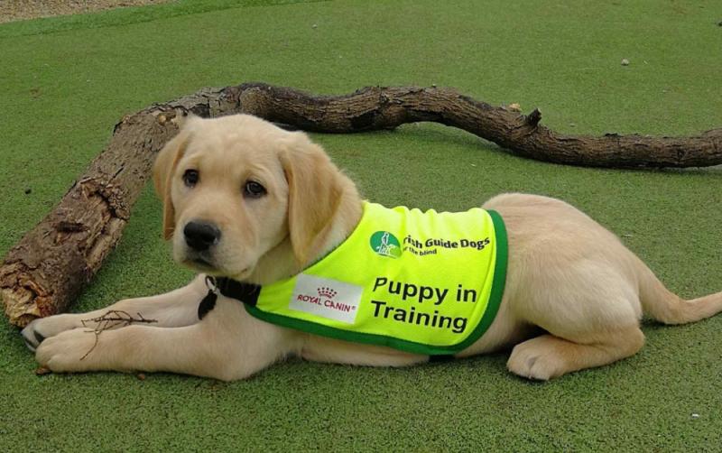 Irish Guide Dogs for the Blind need Puppy Raisers in Leinster