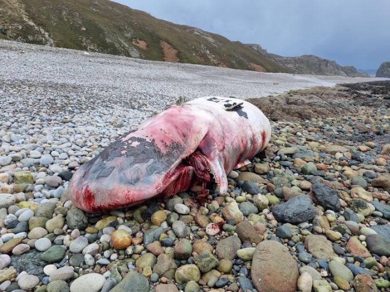 ‘Souvenir hunters’ may have removed body parts from stranded whales