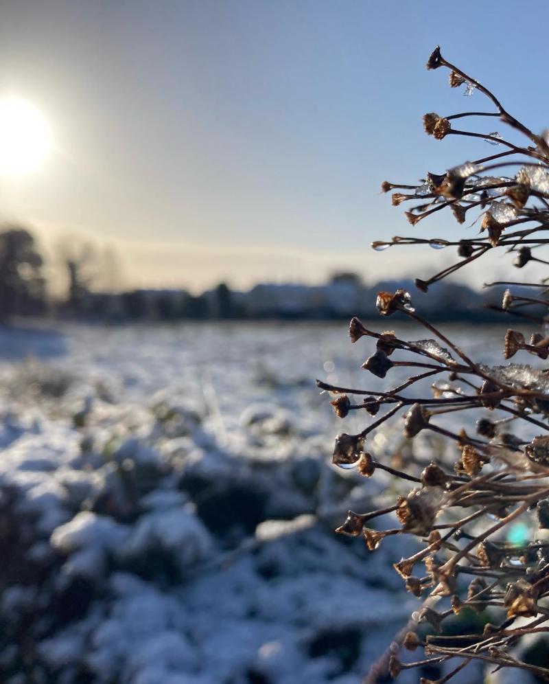 A snowy Moiutmellick field on Thursday morning February 24.