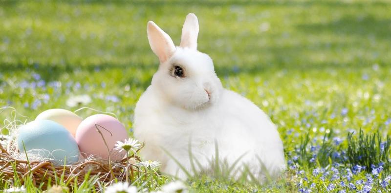 Easter Bunny PIXABAY