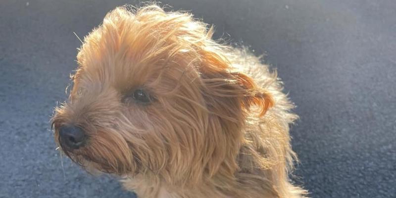 Letterkenny gardaí appeal for helping in reuniting lost dog with owner