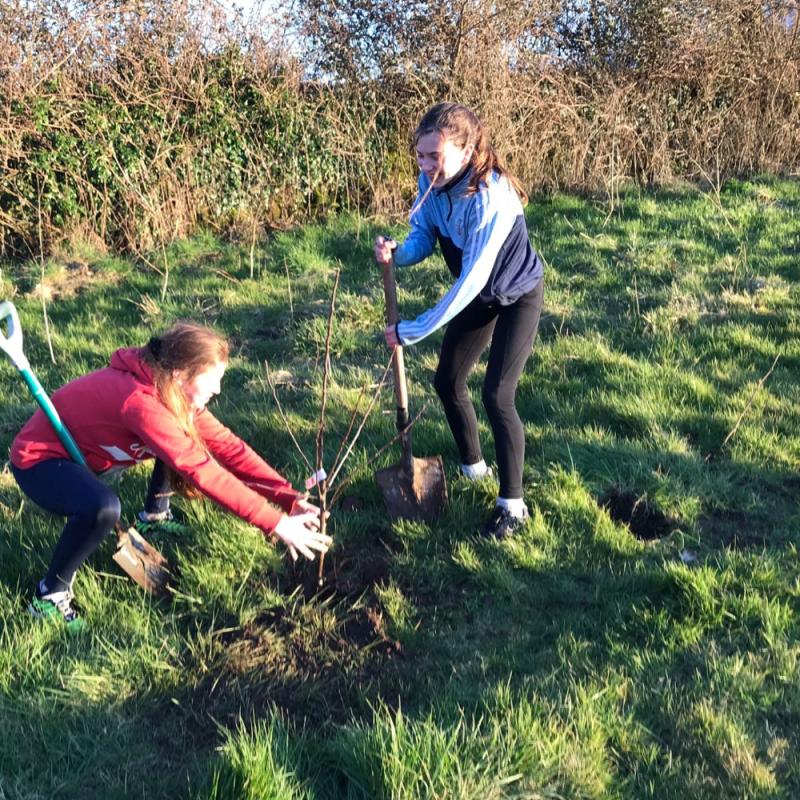 Community plants over 5,000  trees planted in Laois town