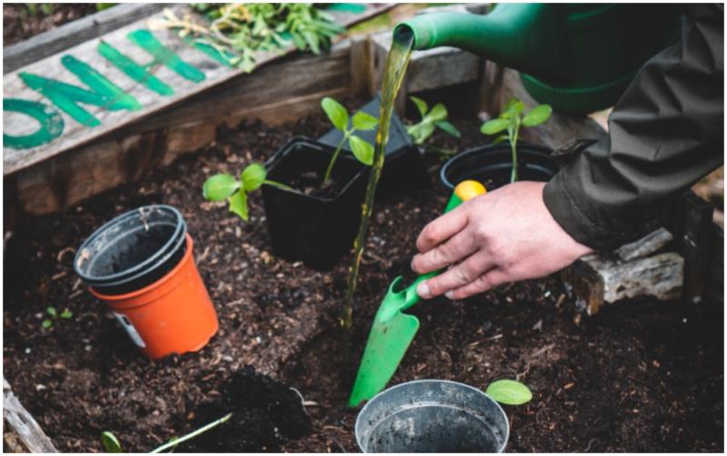 Experienced gardener needed to volunteer in Carlow
