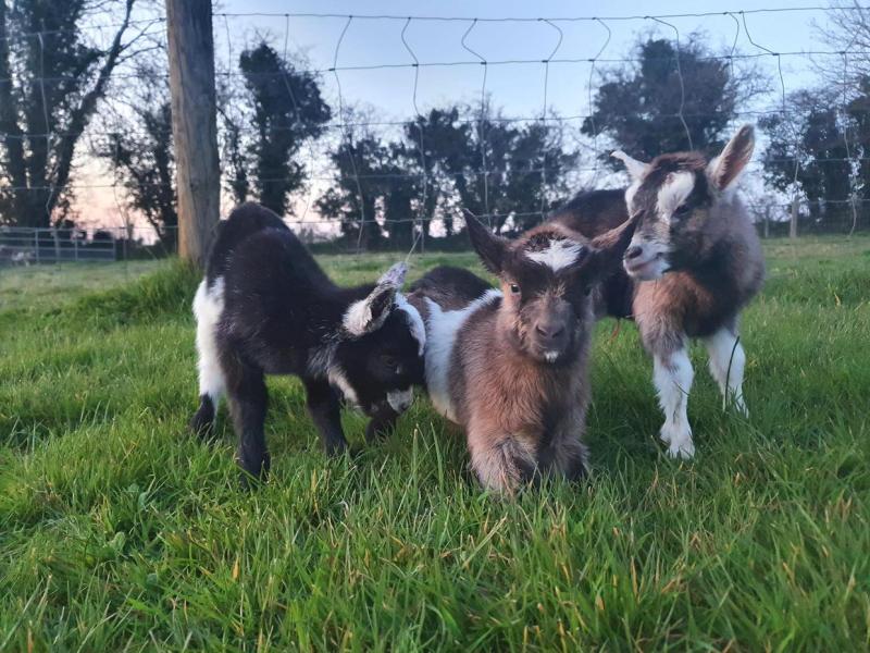 Pygmy goats stolen from 