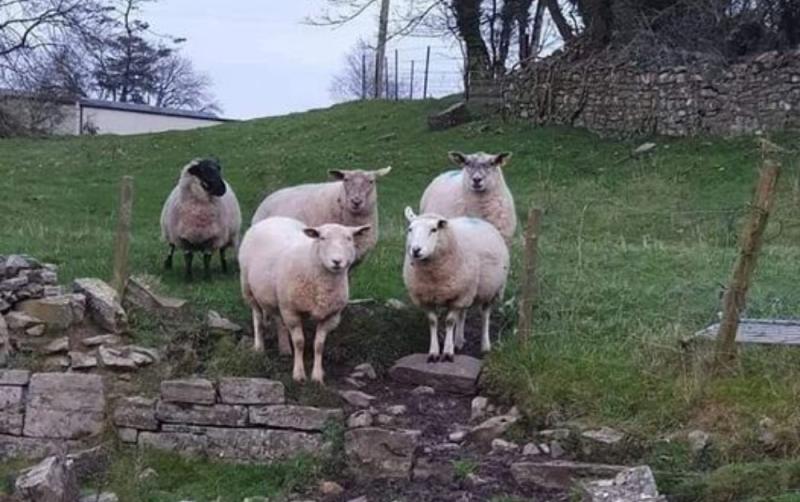 Laois Gardai dog owners urged to act responsibly 