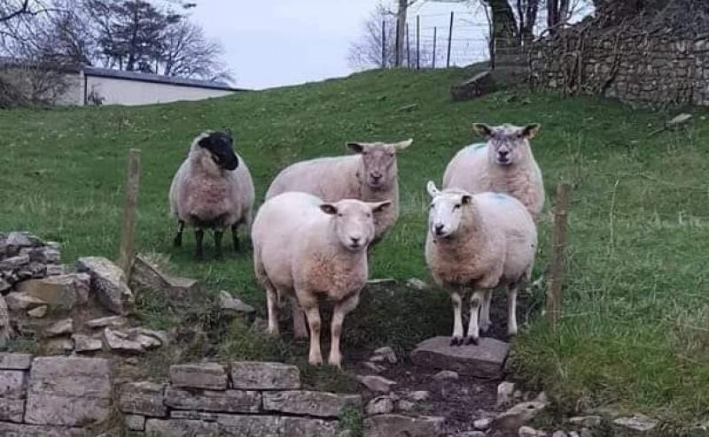 Gardai remind dog owners of the harm their pets can cause if left to roam free