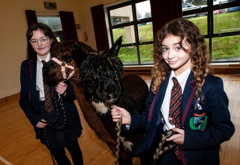 Princes Trust Alpacas success at Oakgrove Integrated College