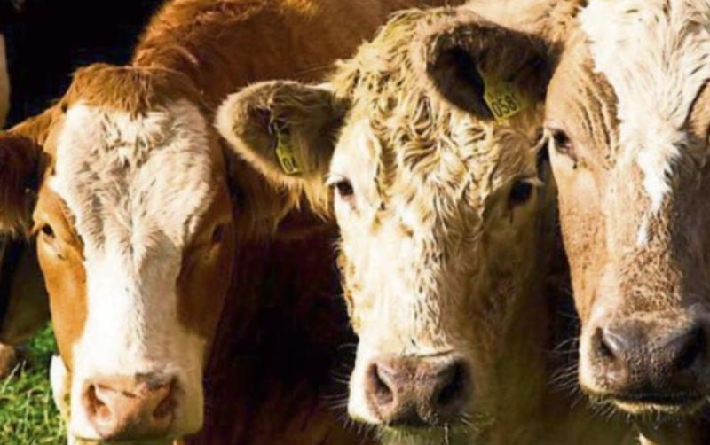 Carlow farmers take hit due to war in Ukraine