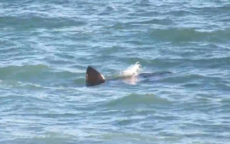 WATCH: Basking Shark spotted off coast of Waterford