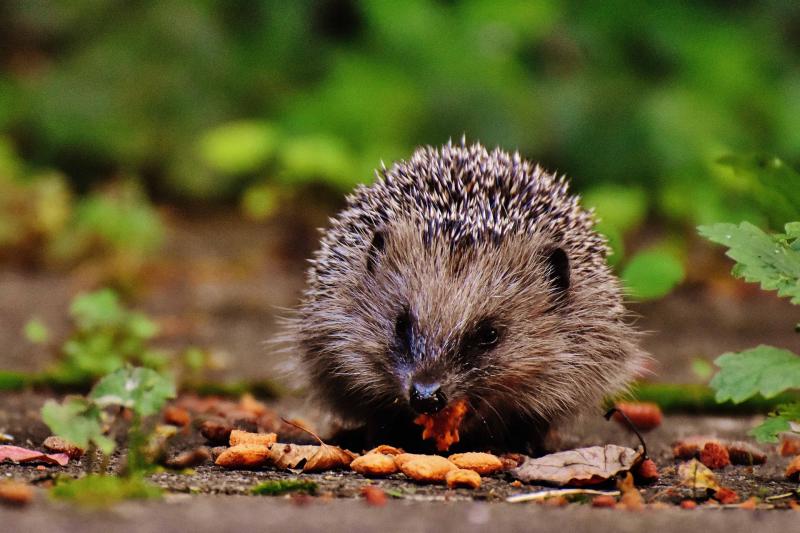 Carlow public encouraged to report sightings of hedgehogs for all-Ireland study