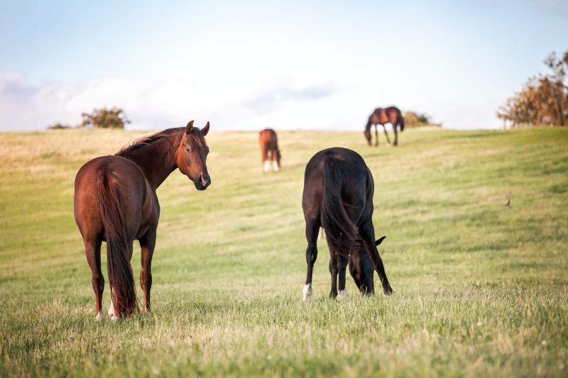 Tipperary TD supports the recommendations of My Lovely Horse Rescue