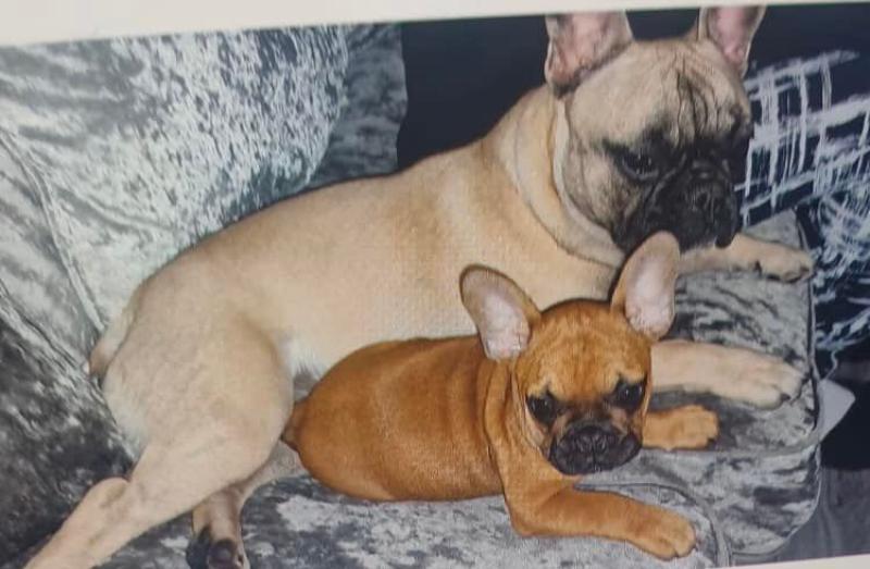Gardaí appeal for information on two dogs missing from the Tipperary Town area