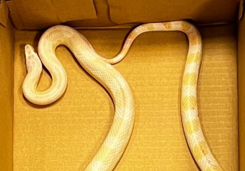 St Patrick missed one! Dublin Gardai issue appeal to find owner of escaped snake