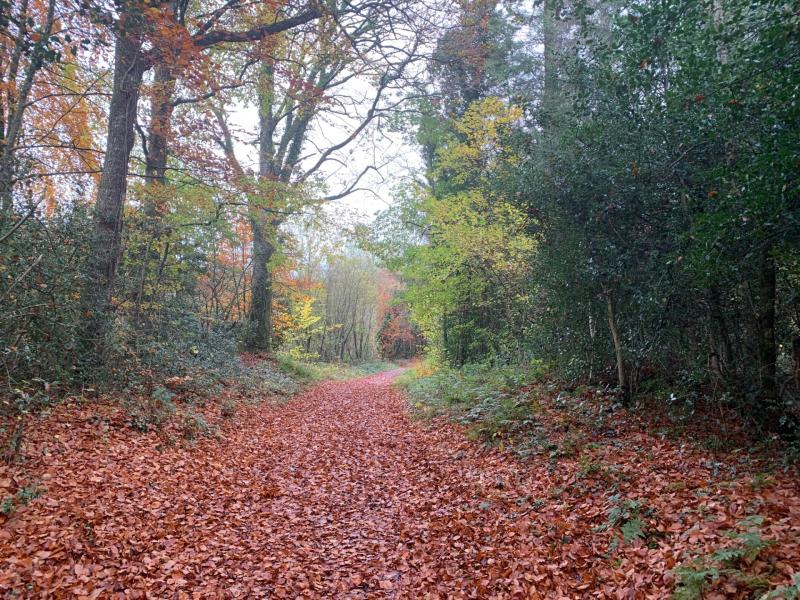 Coillte forest trails in Laois get funding of nearly €70,000 in bid to promote rural tourism 