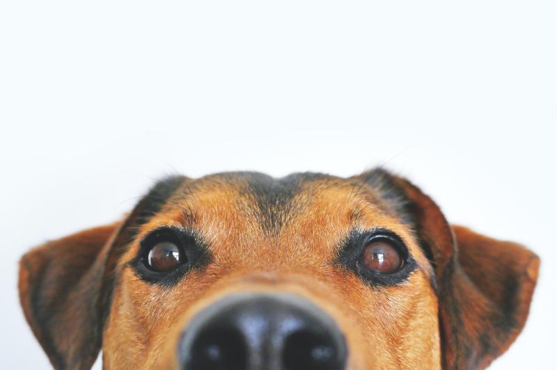The Haven Rescue are to host their first adoption day since 2020