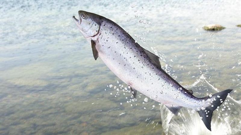 Plans to rehabilitate section of Louth stream get go ahead