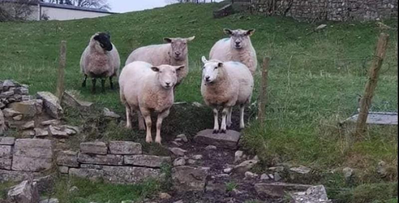 Sheep Garda Síochana Donegal FB page
