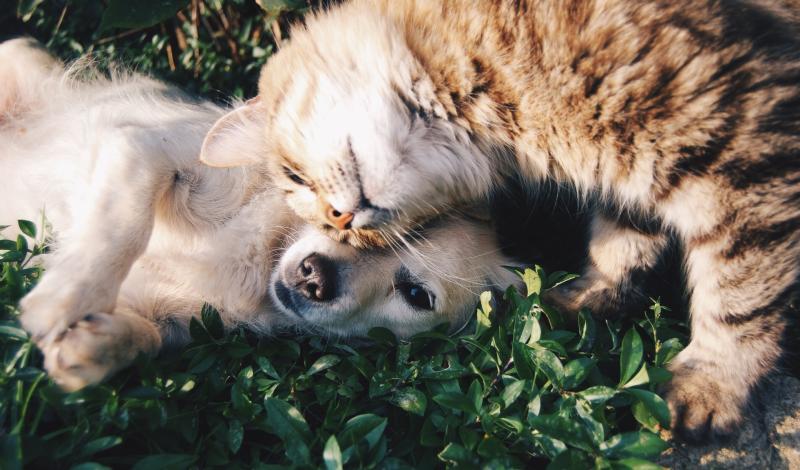 'Frontline work that we can all be proud of' - Animal Welfare Grant launched for Carlow charities