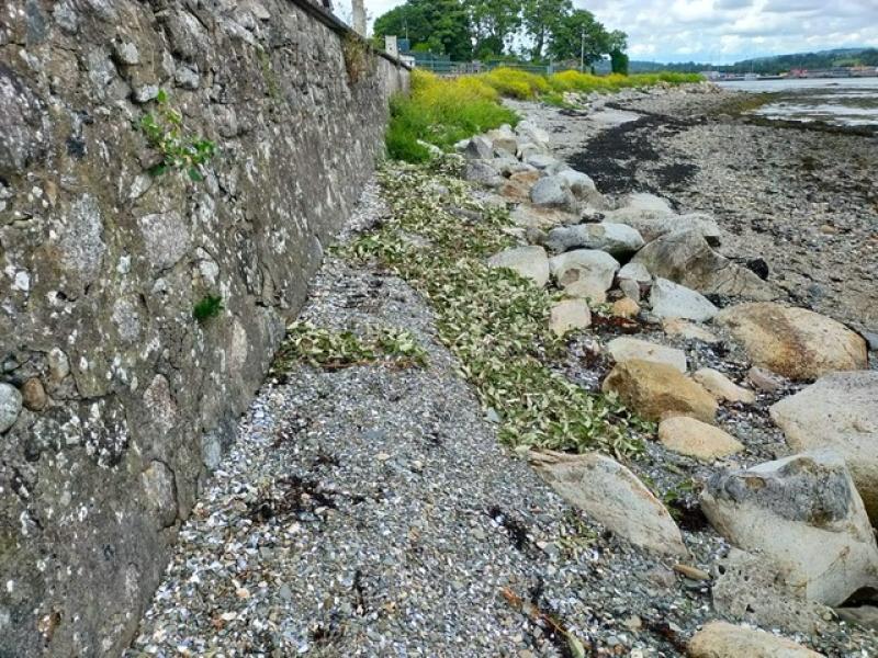 North Louth: Over €62k in funding approved for flood protection works in Omeath