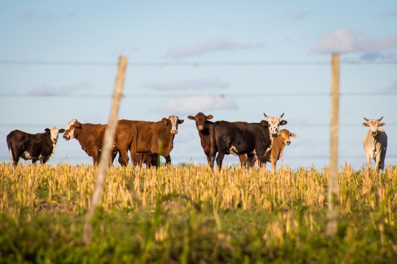 Farmers in Carlow urged to take steps to protect their livestock during hot weather