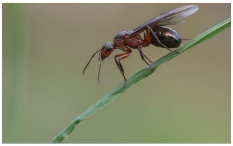 WARNING:  flying ants are on the way - expert advice on how to deal with them