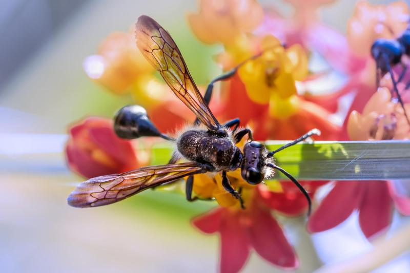 Pest control service Rentokil releases tips for Kildare residents ahead of 'Flying Ant Day'