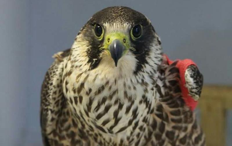 Carers for injured wildlife in Waterford encouraged to ensure they are compliant with the law