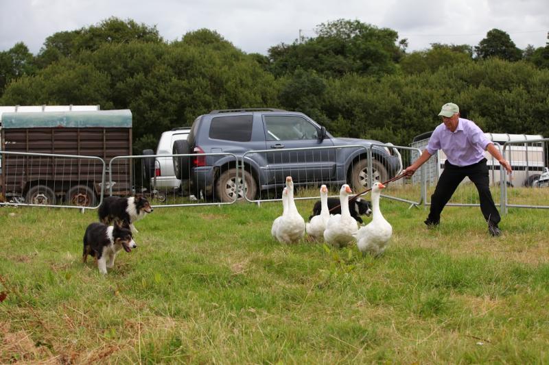 All-Ireland finals and over 200 classes at Arva Agricultural Show