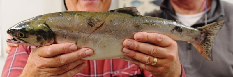 Loughs Agency issues Pacific Pink Salmon alert for Carlingford river system