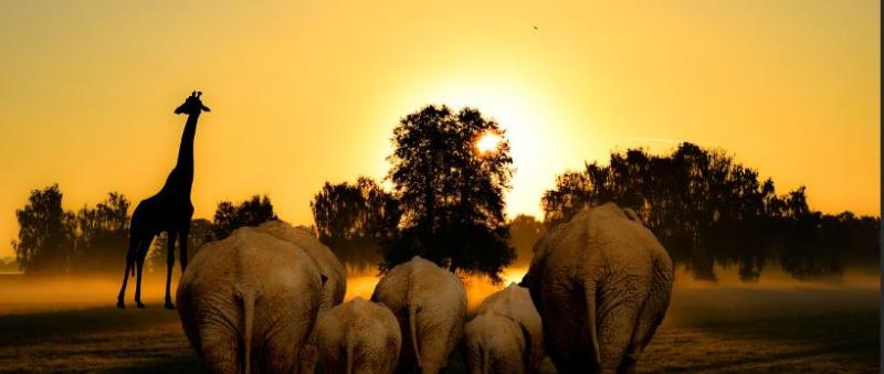 AFRICA