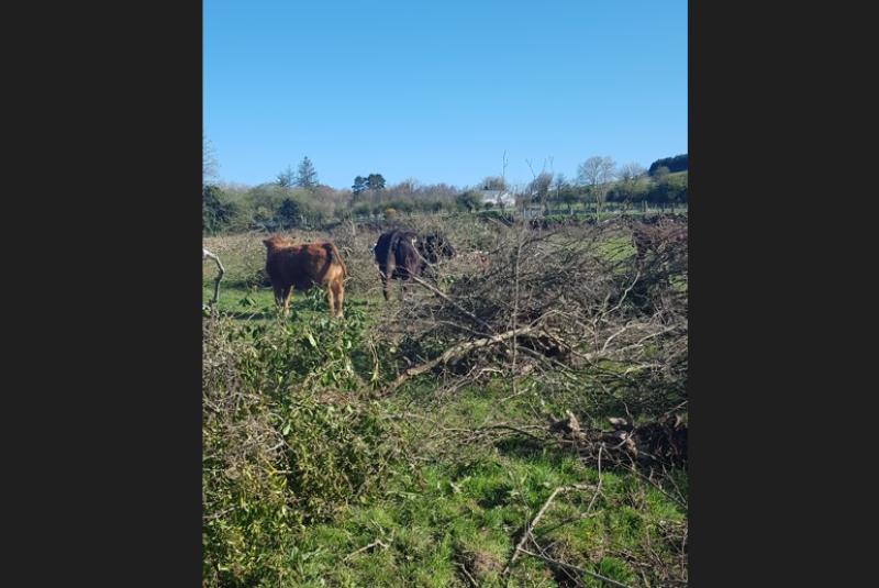 Kilkenny farmer convicted and fined €2,000 for hedgerow destruction
