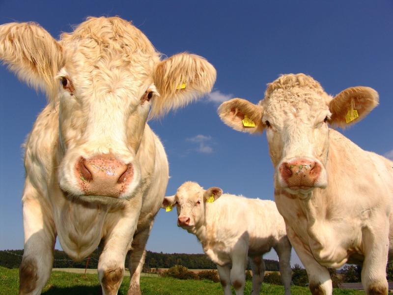 Agree to disagree: Tipperary TD and climate scientist clash on sustainability claim