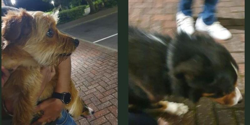 Two dogs found wandering in Letterkenny reunited with owner