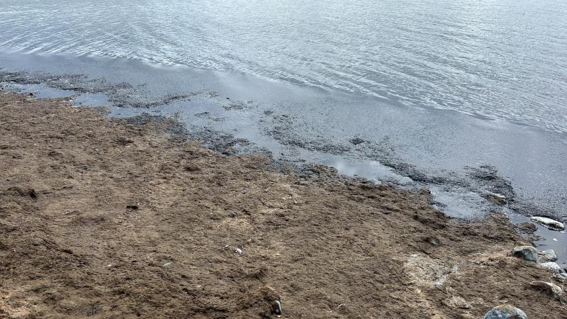 Louth's Cllr Reilly calling for EPA investigation at Rockmarshall beach