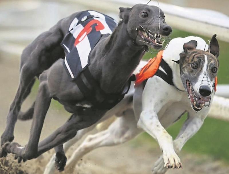 Newbridge Greyhound meeting cancelled this Friday