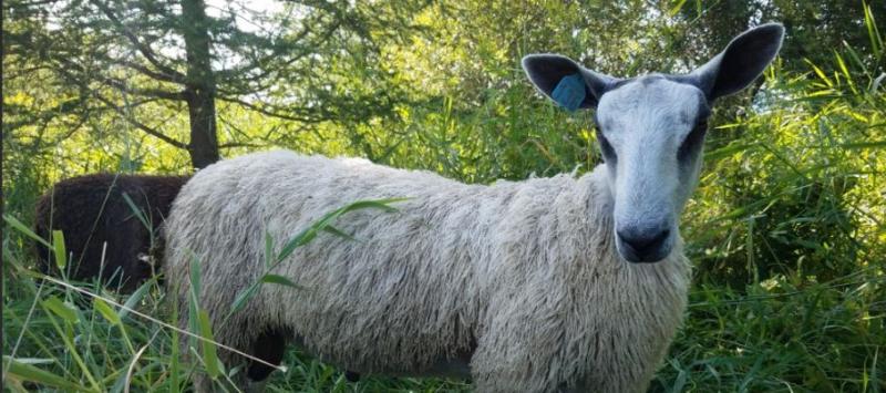 SHEEP 3