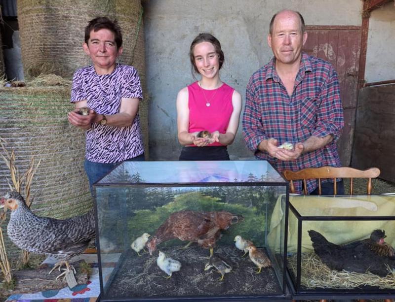 The eggstraordinary hens of a Banagher farmer