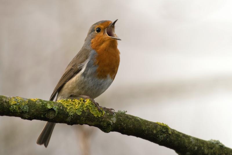 Appeal to Louth public to for participate in critical bird survey 