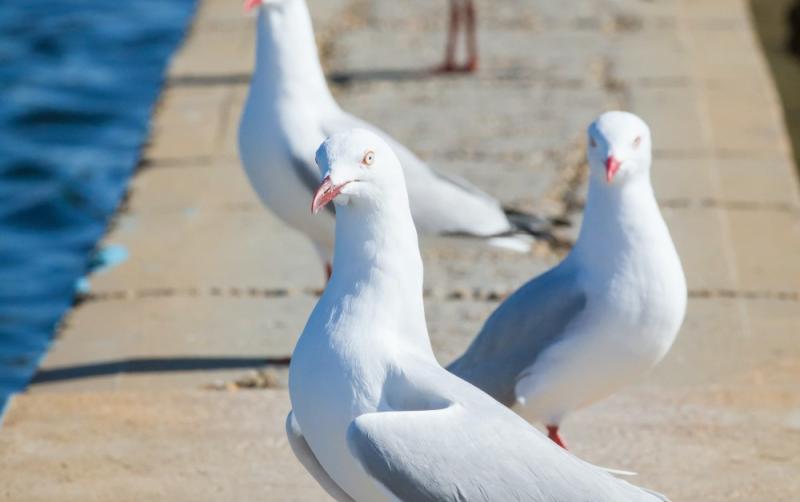 Warning issued to Waterford public over 'aggressive' pest birds