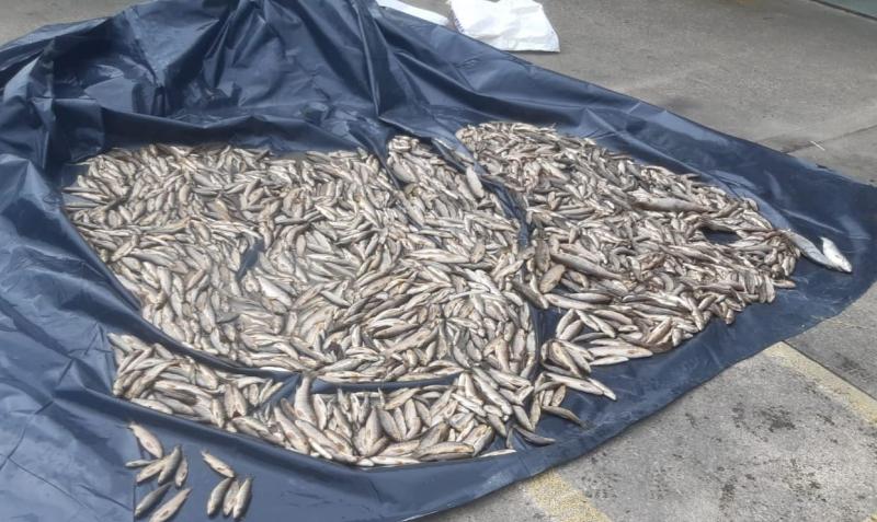 Major Donegal fish kill - Investigators following definite line of inquiry 
