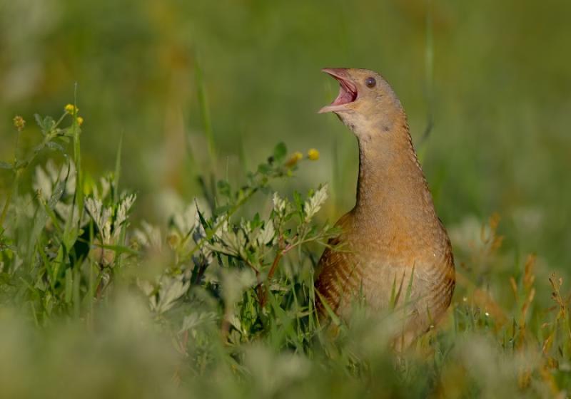 NPWS appeals to public in Louth to respect nature and wildlife during summer season