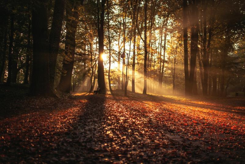 WATERFORD WEATHER: Mainly dry and sunny today with some isolated showers expected 