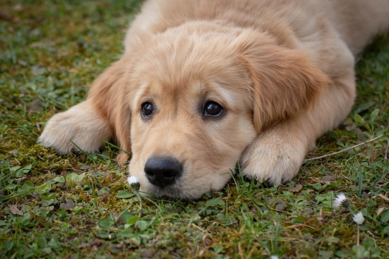 Significant increase in the number of dogs being abandoned in Limerick shelters