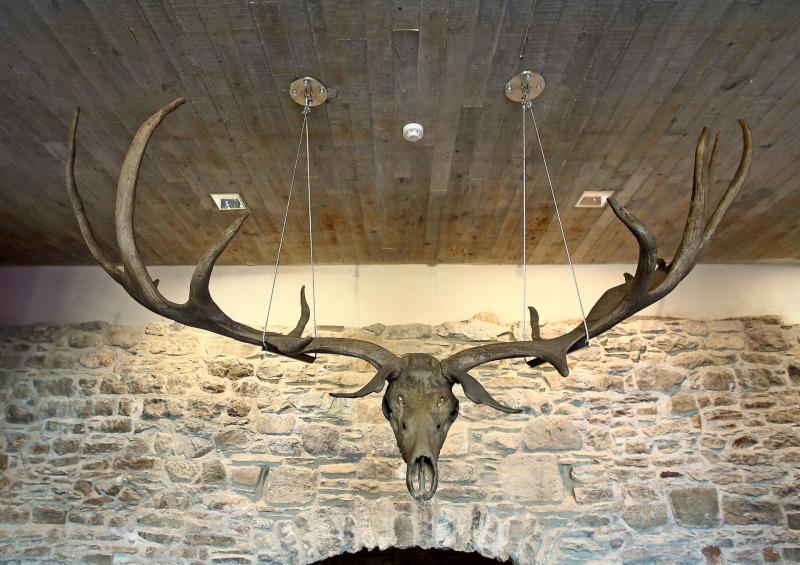Ancient giant deer antlers go on display at Waterford Treasures museum