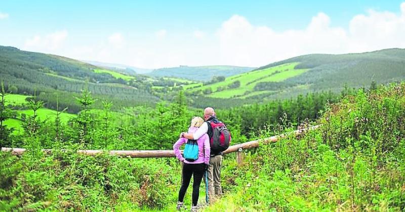 laois slieve blooms